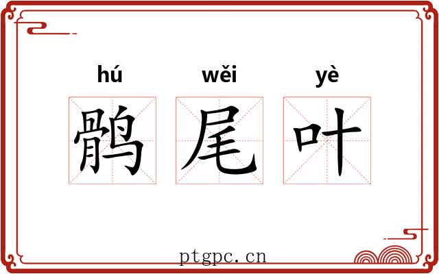 鹘尾叶