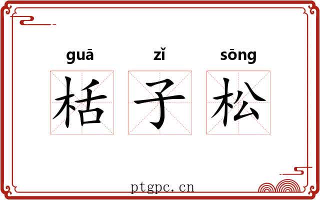 栝子松