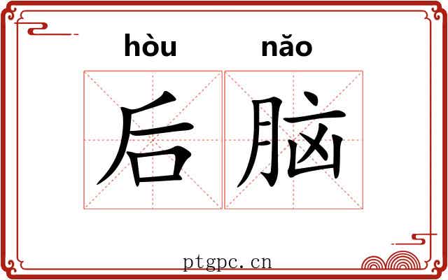 后脑