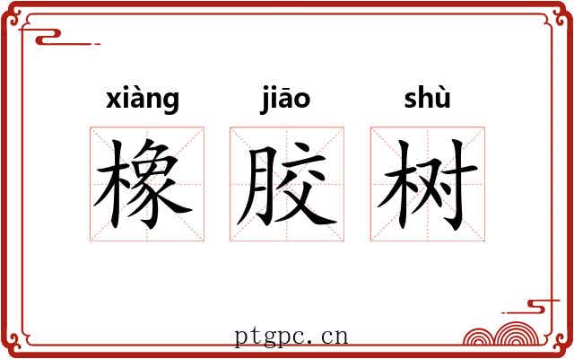 橡胶树 橡胶树