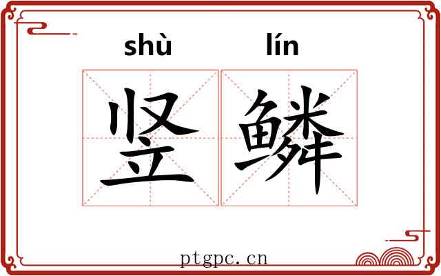竖鳞