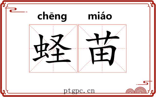 蛏苗