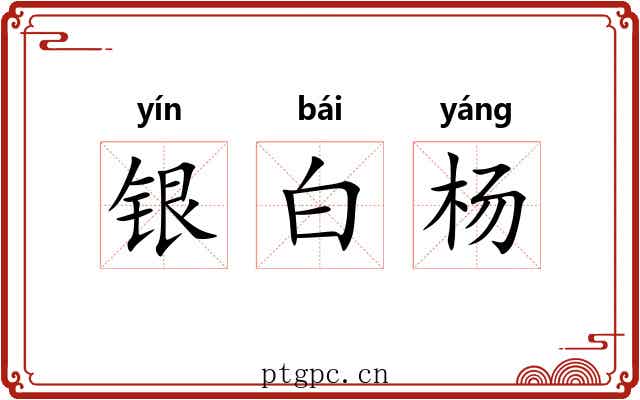 银白杨 银白杨
