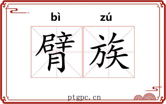 臂族 臂族