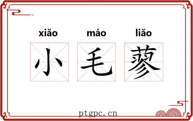小毛蓼