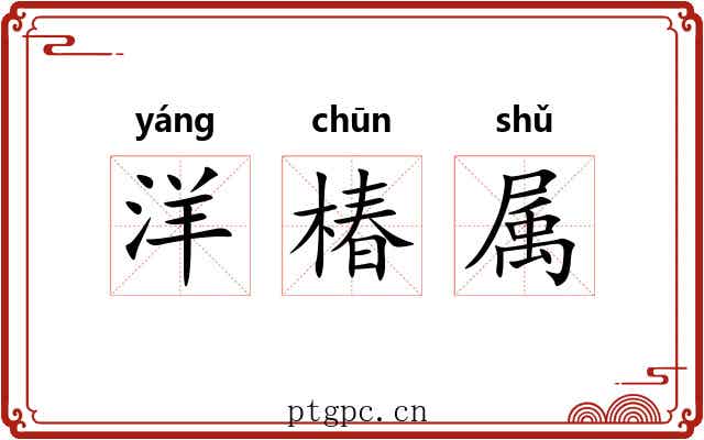 洋椿属 洋椿属