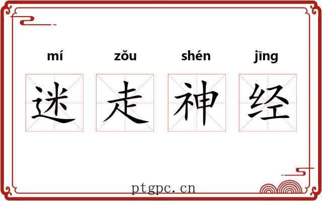 迷走神经 迷走神经
