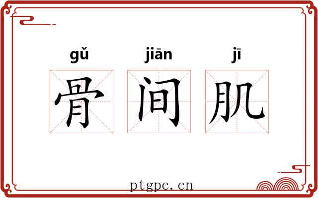 骨间肌