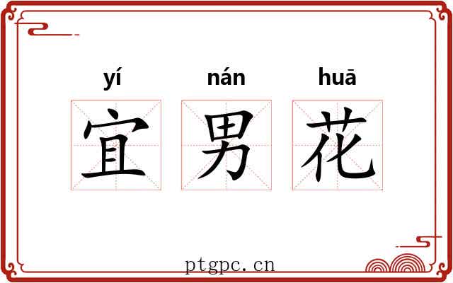 宜男花 宜男花