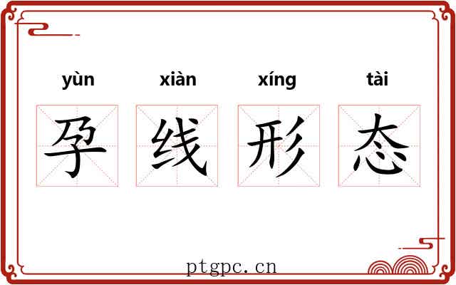 孕线形态