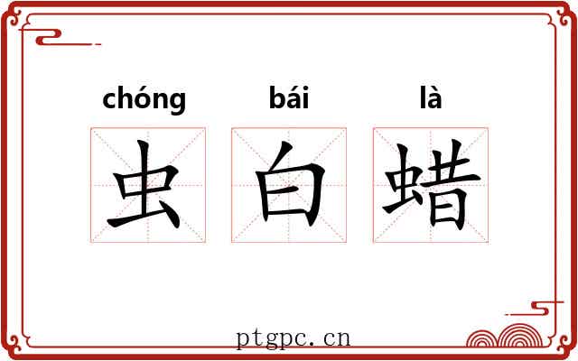 虫白蜡 虫白蜡