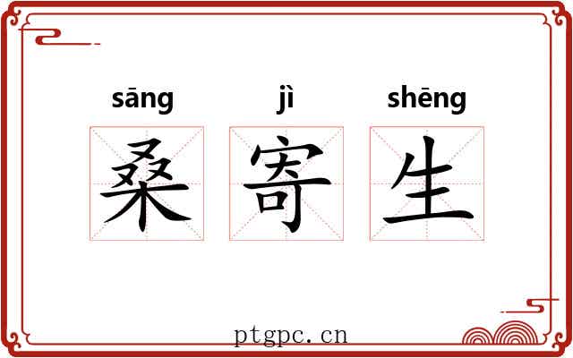 桑寄生