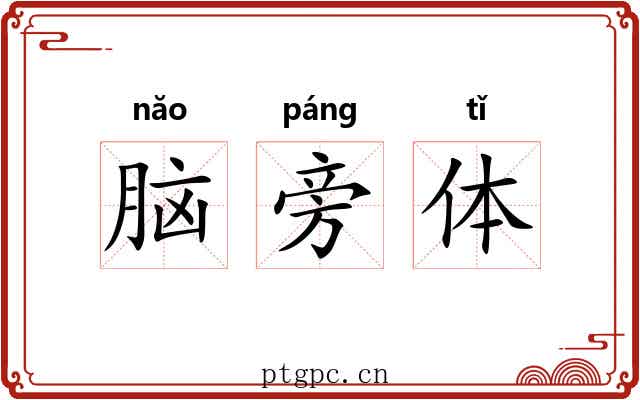 脑旁体 脑旁体