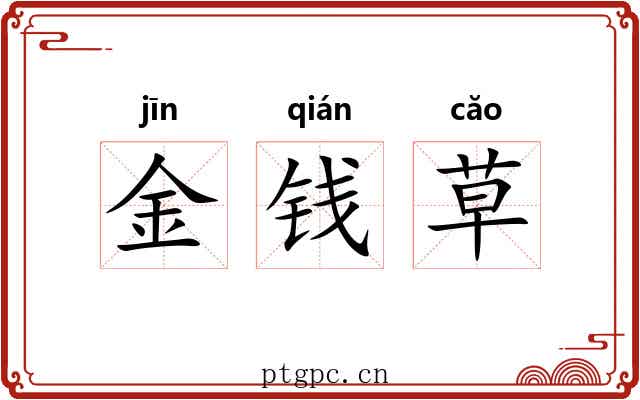 金钱草