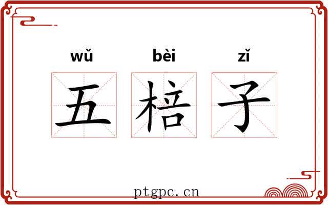 五棓子
