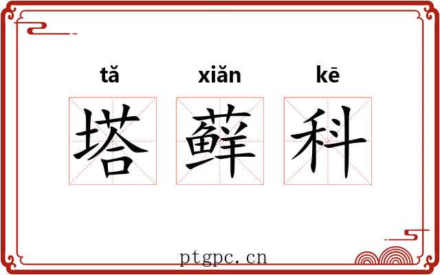 塔藓科