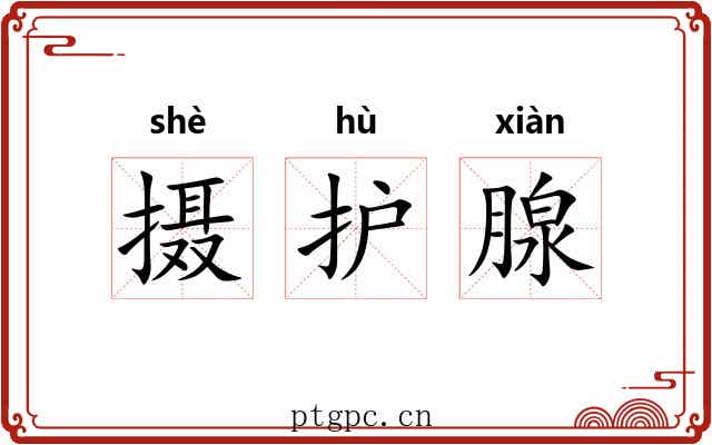 摄护腺