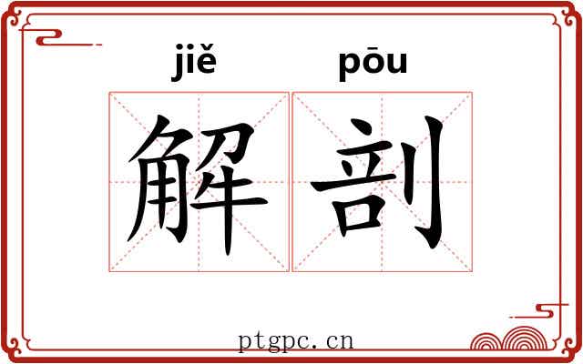 解剖 解剖
