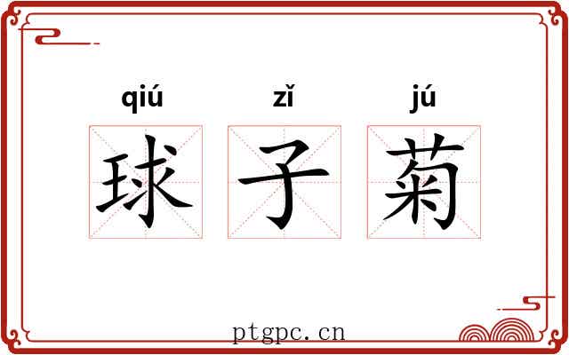 球子菊