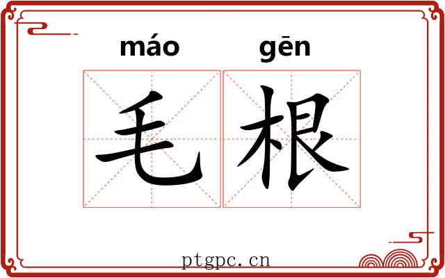 毛根 毛根