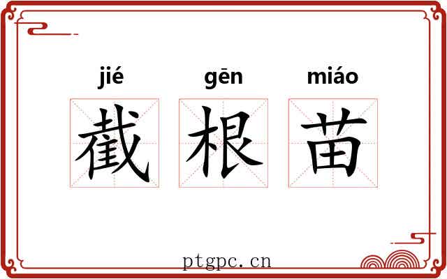 截根苗