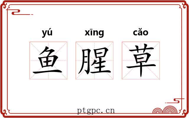 鱼腥草