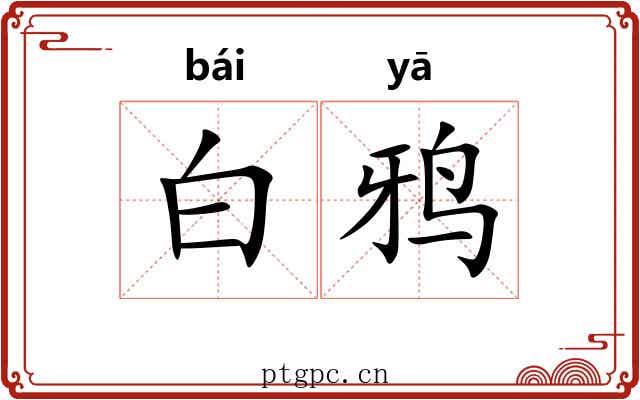 白鸦 白鸦