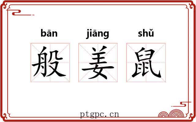 般姜鼠