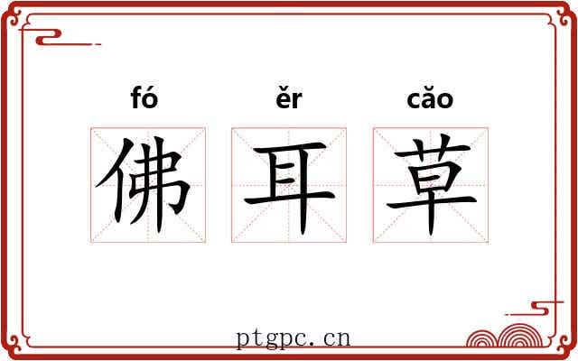 佛耳草