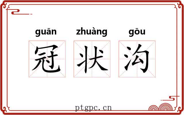 冠状沟