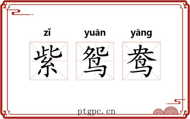 紫鸳鸯 紫鸳鸯