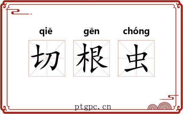 切根虫