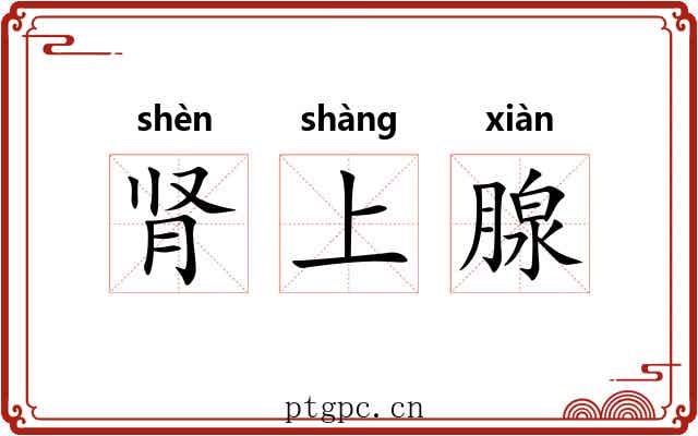 肾上腺 肾上腺