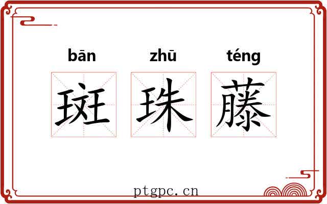 斑珠藤