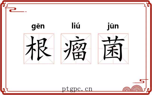 根瘤菌