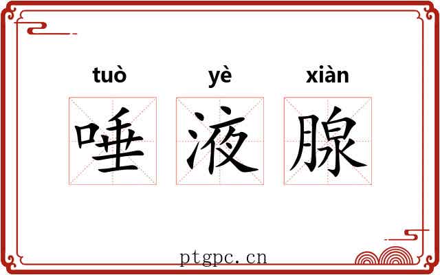 唾液腺