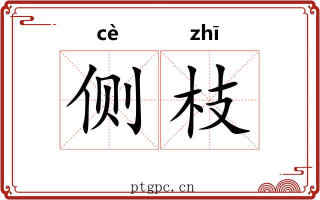 侧枝 侧枝