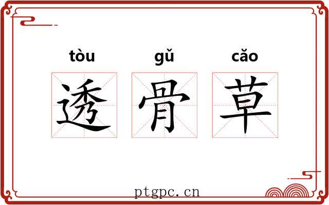 透骨草