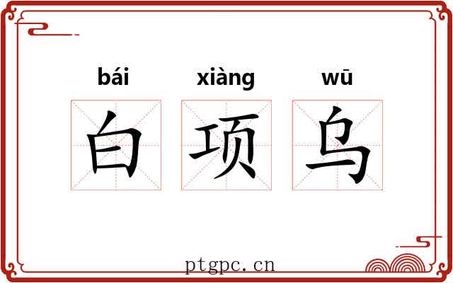 白项乌 白项乌