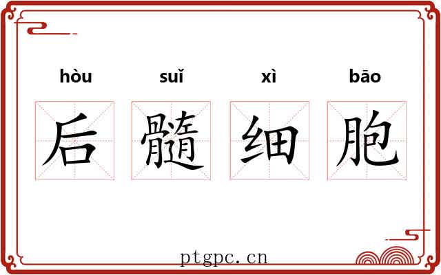 后髓细胞