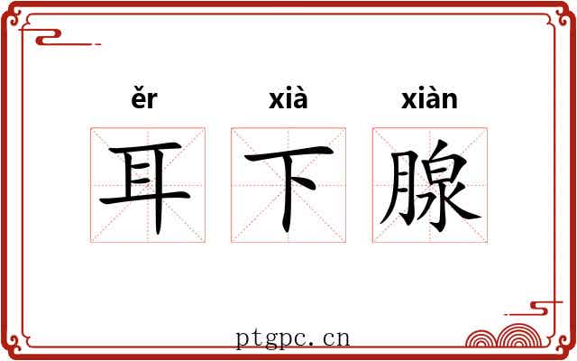 耳下腺