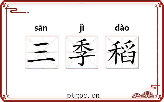 三季稻