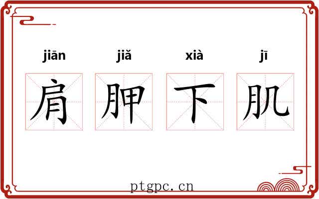 肩胛下肌