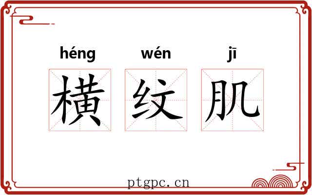 横纹肌 横纹肌