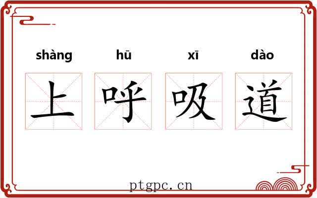 上呼吸道 上呼吸道