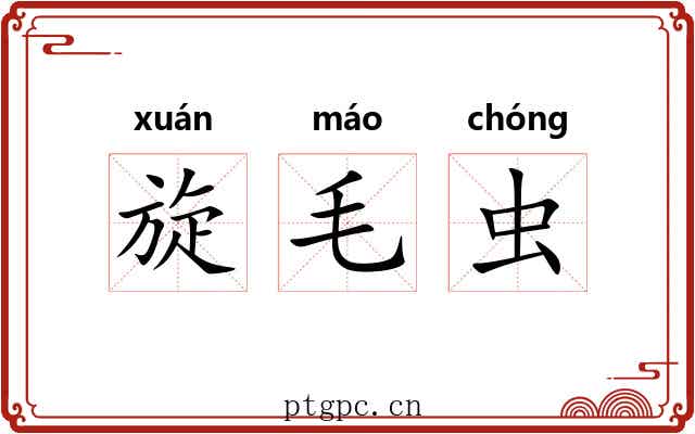 旋毛虫 旋毛虫