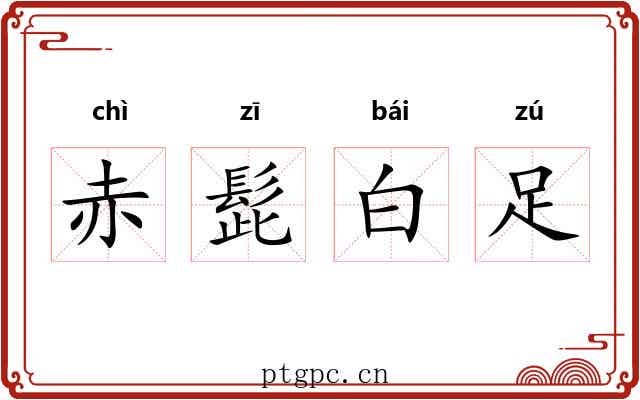 赤髭白足 赤髭白足