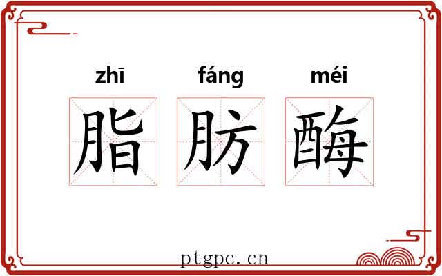 脂肪酶