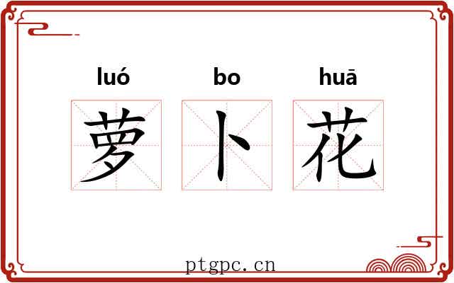 萝卜花 萝卜花