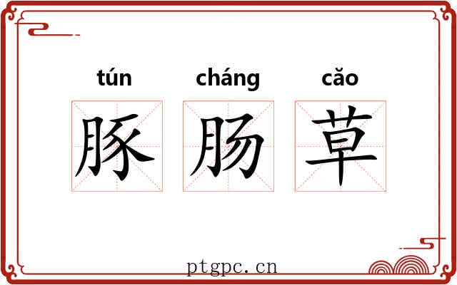 豚肠草